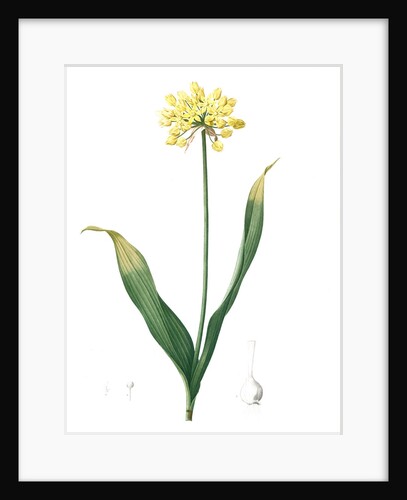 Allium Moly, Ail moly; Golden garlic, Lily leek by Pierre Joseph Redouté