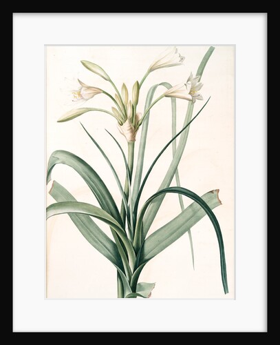 Amaryllis longifolia, Crinum longifolium, Long-leaved Amaryllis by Pierre Joseph Redouté