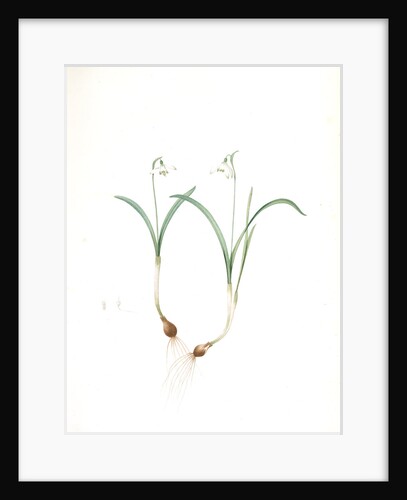 Galanthus nivalis, Galanthine perce-neige; Snowdrop by Pierre Joseph Redouté