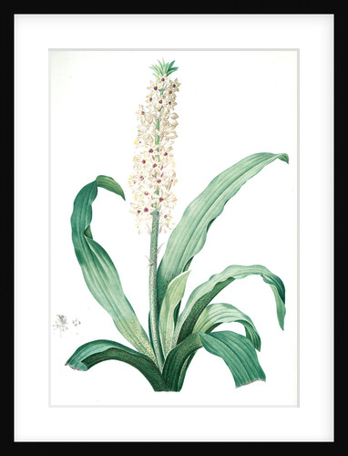Eucomis punctata, Eucomis comosa; Eucomis ponctuée; Pineapple-Flower by Pierre Joseph Redouté