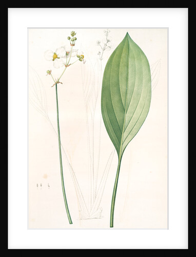 Sagittaria ovata, Sagittaria lancifolia; Sagittaire à feuilles ovales by Pierre Joseph Redouté