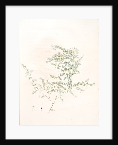 Asparagus pectinatus, Asparagus scandens; Asperge à feuilles en peigne by Pierre Joseph Redouté