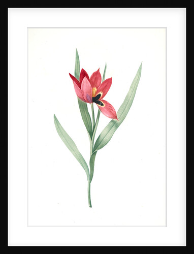 Tulipa oculus-Colis, Tulipe æil de Coleil by Pierre Joseph Redouté