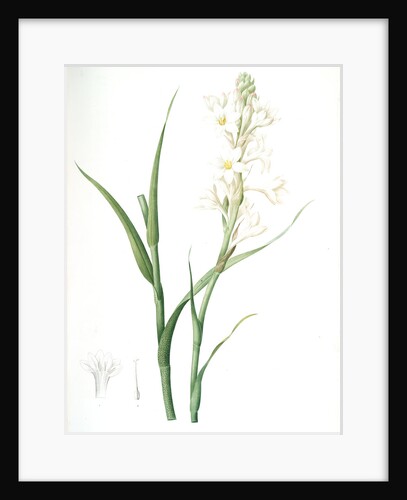 Polianthes tuberosa, Polianthe tubérose; Tuberose by Pierre Joseph Redouté