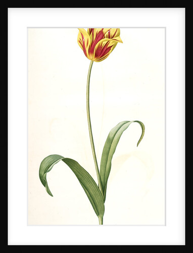 Tulipa Gesneriana var. luteo-rubra, Tulip des jardins var. jaune-rouge, Didier's Tulip by Pierre Joseph Redouté