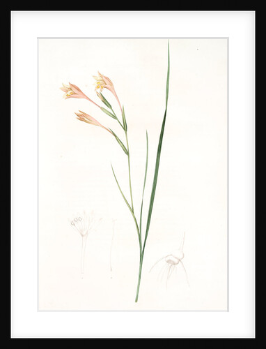 Gladiolus angustus, Glaïeul à feuilles étroites, Narrow-leaved corn flag; Long-tubed painted lady by Pierre Joseph Redouté