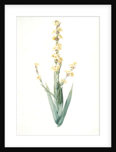 Sisyrinchium striatum, Bermudienne striée, Argentine yellowe-eyed grass; Satin flower by Pierre Joseph Redouté