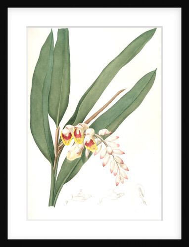 Globba nutans, Alpinia nutans; Globbée pendante., dwarf cardamom; Amomum compactum, Amomum compactum by Pierre Joseph Redouté