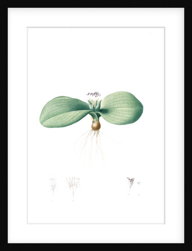 Massonia pustulata, Massonie pustuleuse, Shagreen-leaved Massonia by Pierre Joseph Redouté