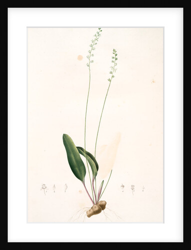 Eriospermum lanceaefolium, Eriosperme à feuilles en lance by Pierre Joseph Redouté