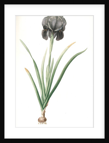 Iris susiana, Iris suzianna; Iris de Suse; Mourning Iris by Pierre Joseph Redouté