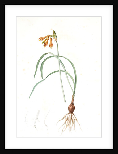 Pancratium croceum, Stenomesson croceum; Pancrace safrané by Pierre Joseph Redouté