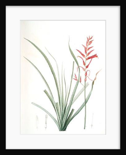 Pitcairnia angustifolia, Pitcairnia á feuille étroite, Pina cortadora by Pierre Joseph Redouté