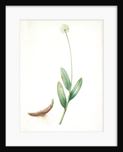 Allium victorialis, Ail victoriale, Victory onion by Pierre Joseph Redouté