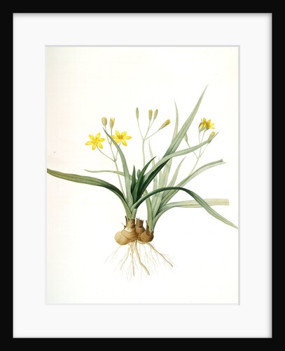 Hypoxis sobolifera, Hypoxis villosa; Hypoxis à rejetons; Star-Grass by Pierre Joseph Redouté