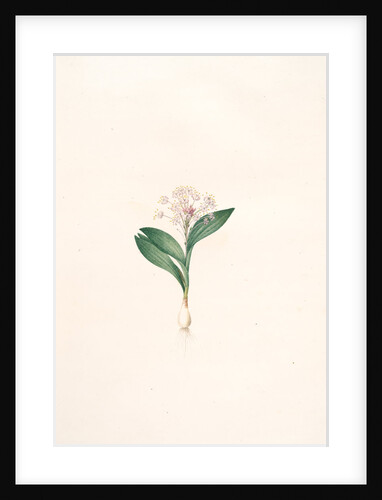Massonia violacea, Massonie violette by Pierre Joseph Redouté