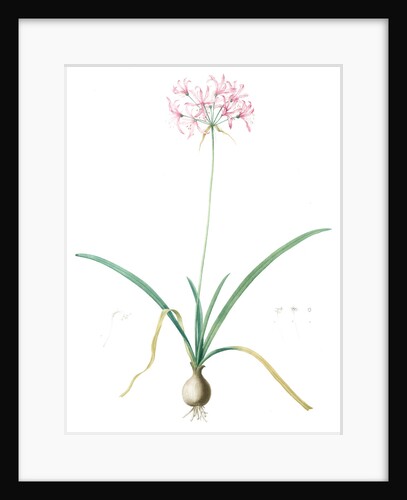Amaryllis undulata, Nerine undulata; Amaryllis ondulée, Wavy Fairwort by Pierre Joseph Redouté