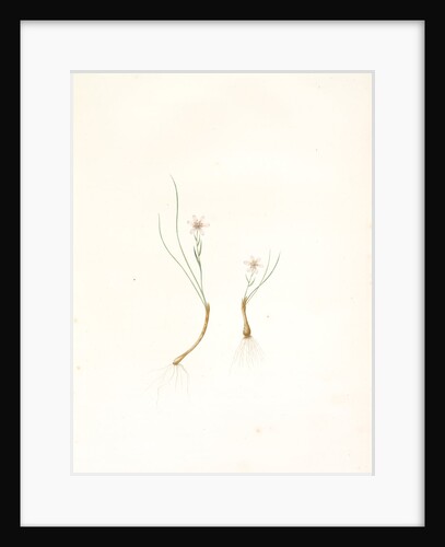 Phalangium serotinum, Lloydia serotina; Phalangère tardive Alp Lily by Pierre Joseph Redouté