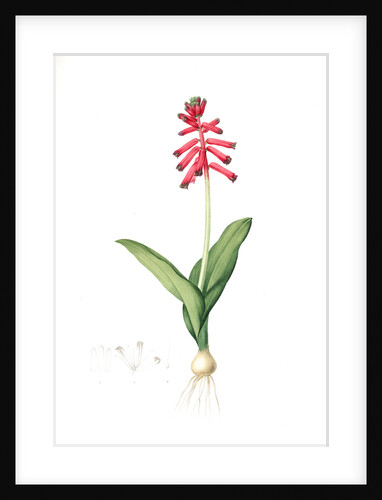 Lachenalia pendula, Lachenale pendante, Pendulous Lachenalia by Pierre Joseph Redouté