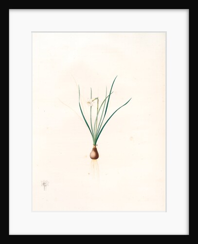 Narcissus pumilus, Narcisse nain by Pierre Joseph Redouté