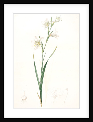 Gladiolus carneus, Glaïeul couleur de chair, Flesh-colored Sword-Lily by Pierre Joseph Redouté