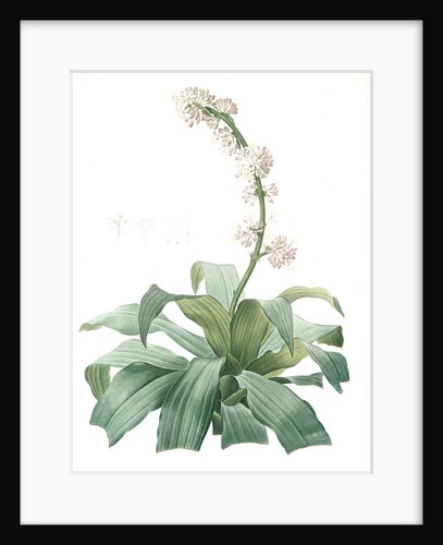 Aletris fragrans, Dracaena sp. Aletris odorant, Corn plant by Pierre Joseph Redouté