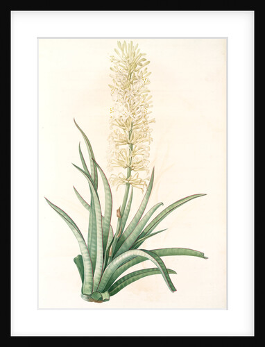 Sansevieria zeylanica, Sanseviera de Ceylan; Devil's Tongue, Ceylon Bowstring hemp by Pierre Joseph Redouté