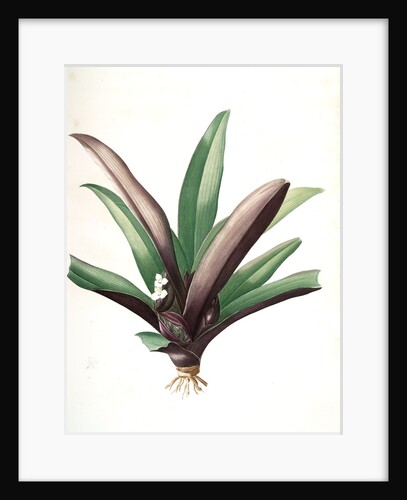 Tradescantia discolor, Rhoeo discolor; Ephémére bicolore; Oyster Plant or Boat Lily by Pierre Joseph Redouté