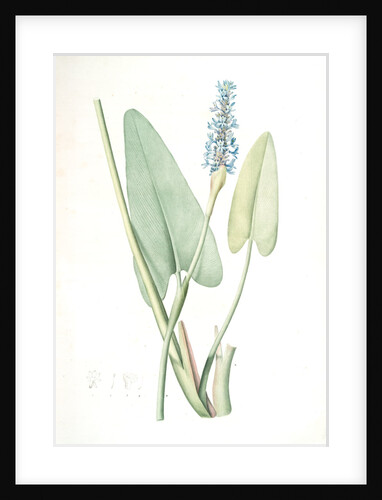 Pontederia cordata, Pontederie en coeur; Pickerel weed, Wampee by Pierre Joseph Redouté