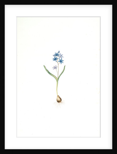 Scilla bifolia, Scille à deux feuilles, Early squill by Pierre Joseph Redouté