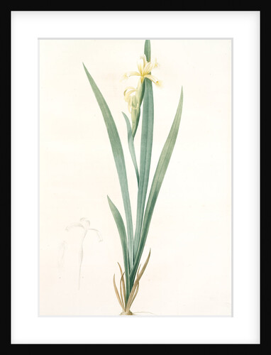 Iris stenogyna, Iris halophila; Iris à stigmates étroits, Long-leaved flag by Pierre Joseph Redouté
