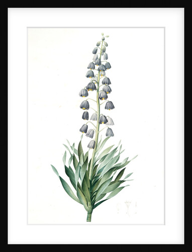 Fritillaria persica, Fritillaire de Perse; Persian Fritillary by Pierre Joseph Redouté