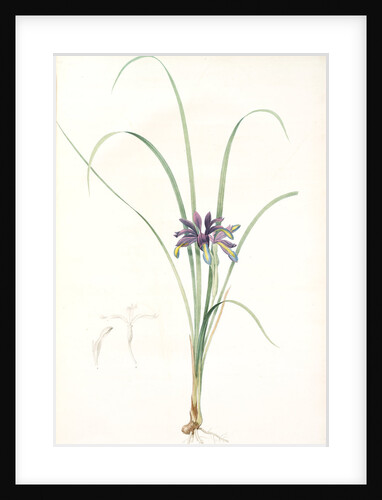 Iris graminea, Iris à feuilles de gramen by Pierre Joseph Redouté