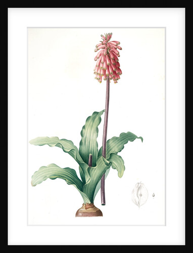 Veltheimia capensis, Veltheimia viridifolia, Green-leaved Forest Lily by Pierre Joseph Redouté