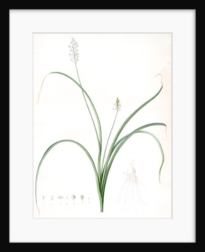 Hyacinthus romanus, Jacinthe d'Italie, Roman Hyacinth by Pierre Joseph Redouté