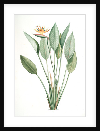 Strelitzia Reginae, Strelitzia reginae; Strelitzia de la reine; Bird of Paradise flower, Crane flower by Pierre Joseph Redouté