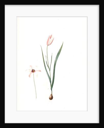 Tulipa Clusiana, Tulipe de l'Ecluse, Lady Tulip by Pierre Joseph Redouté