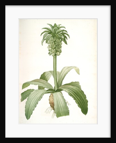 Eucomis regia, Eucomis royale, Pineapple Lily by Pierre Joseph Redouté
