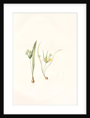 Ornithogalum luteum-O. minimum, Gagea sp; Ornithogale jaune; Ornithogale nain by Pierre Joseph Redouté