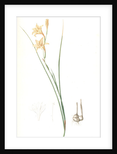 Gladiolus tristis, Glaïel ondulé, Marsh Afrikaner; Square-leaved Corn-flag by Pierre Joseph Redouté