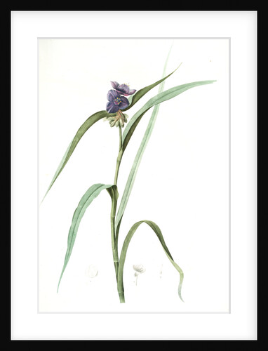 Tradescantia virginica, Tradescantia virginica; Ephémérine de Virginie, Transitory of Virginia; Spiderwort by Pierre Joseph Redouté