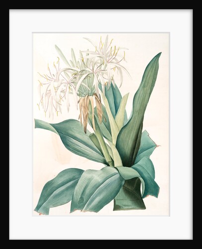 Crinum asiaticum, Crinum d'Asie, Poison bulb by Pierre Joseph Redouté