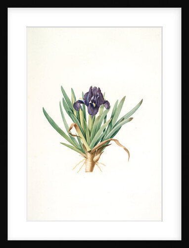 Iris pumila floribus violaceis, Iris naine à fleurs violettes by Pierre Joseph Redouté