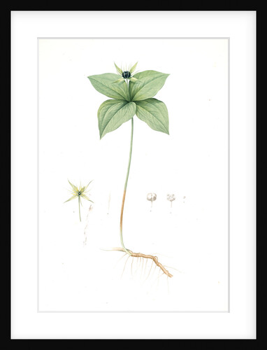 Paris quadrifolia, Parisette à quartre feuilles; Herb Paris, True-Love, or One-Berry by Pierre Joseph Redouté