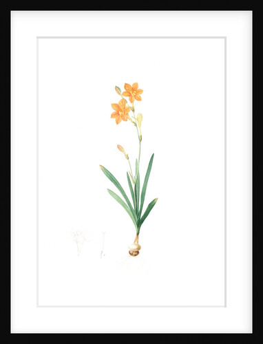 Montbretia, Tritonia securigera; Montbretie, Copper-colored Corn flag by Pierre Joseph Redouté