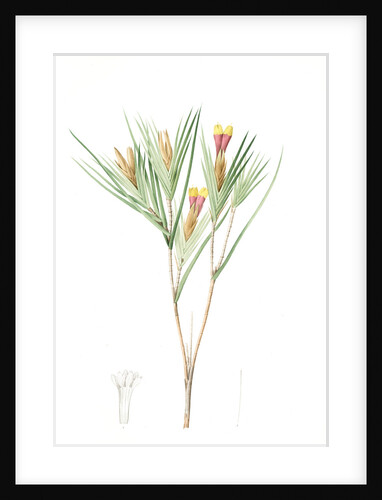 Witsenia Maura, Witsenia maure, Bokmakierie's tail by Pierre Joseph Redouté