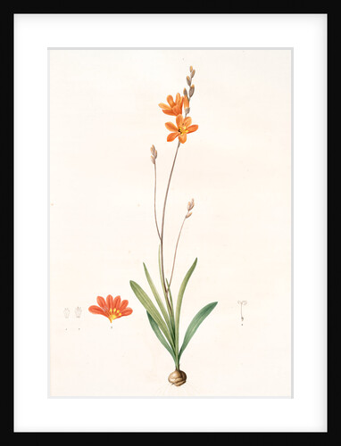 Ixia crocata, Tritonia crocata; Ixia safranée; Blazing Star, Saffron-colored Ixia by Pierre Joseph Redouté