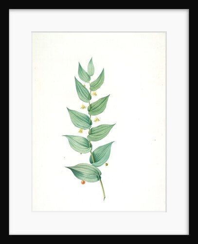 Streptopus amplexifolius, Streptore embrassant; Twisted Stalk by Pierre Joseph Redouté