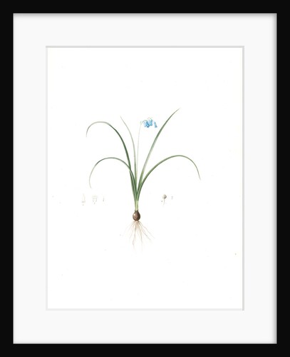 Hyacinthus amethystinus, Jacinthe améthyste, Spanish dwarf Hyacinth, Brimeura amethystina, Hyacinth of the Pyrenees by Pierre Joseph Redouté