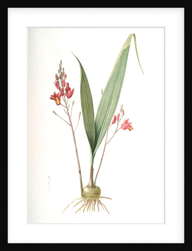Limodorum purpureum, Bletia verecunda; Limodore pourpre, Pine pink by Pierre Joseph Redouté